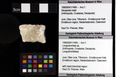 Foto (Objket + Etiketten) von Culmenformosa sp. 